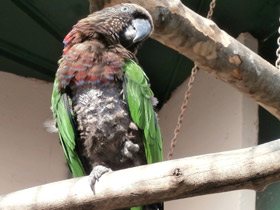 Смотреть фото Веерный попугай Фото Веерный попугай
