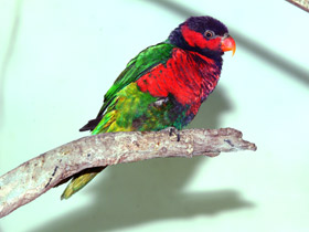 Смотреть фото Дамский широкохвостый лори Фото Дамский широкохвостый лори