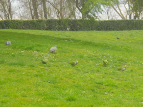 Смотреть фото Калита Фото Калита