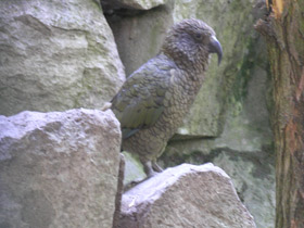 Смотреть фото Кеа Фото Кеа