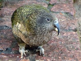 Смотреть фото Кеа: самый хищный попугай Фото Кеа: самый хищный попугай