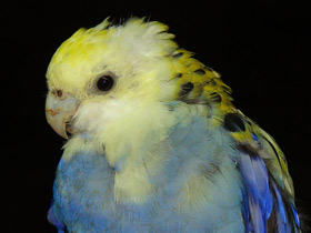 Фото Бледноголовая розелла