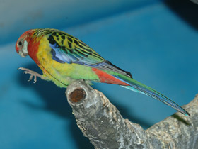 Смотреть фото Обыкновенная розелла Фото Обыкновенная розелла