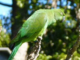 Смотреть фото Маврикийский кольчатый попугай Фото Маврикийский кольчатый попугай
