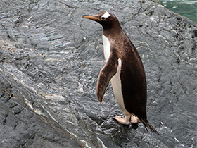 Смотреть фото Папуанский пингвин Фото Папуанский пингвин