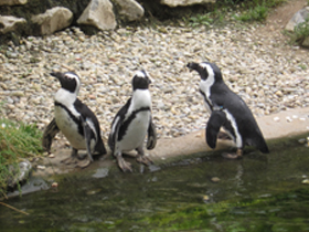 Смотреть фото Очковый пингвин Фото Очковый пингвин