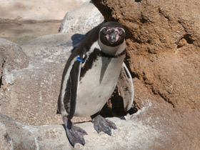 Смотреть фото Пингвин Гумбольдта Фото Пингвин Гумбольдта