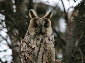 Смотреть фото Ушастая сова Фото Ушастая сова