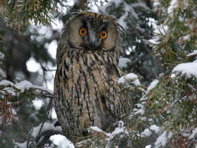Смотреть фото Ушастая сова Фото Ушастая сова