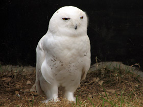 Смотреть фото Белая сова: крылья над тундрой Фото Белая сова: крылья над тундрой