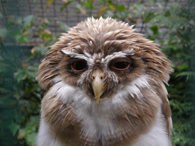 Смотреть фото Очковая неотропическая сова Фото Очковая неотропическая сова