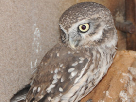 Смотреть фото Домовый сыч Фото Домовый сыч