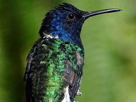 Колибри-якобин Колибри-якобин