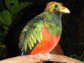 Смотреть фото Золотоголовый квезаль Фото Золотоголовый квезаль