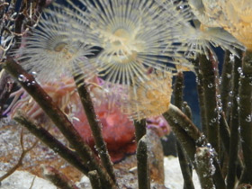 Смотреть фото Многощетинковые черви Фото Многощетинковые черви