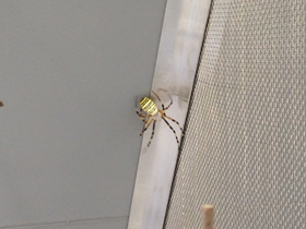 Смотреть фото Осовидная агриопа Фото Осовидная агриопа