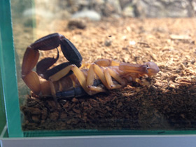 Смотреть фото Красный пустынный скорпион Фото Красный пустынный скорпион