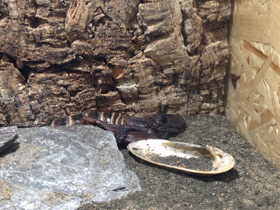 Смотреть фото Каменный африканский скорпион Фото Каменный африканский скорпион