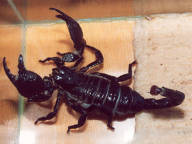 Смотреть фото Скорпион гетерометрус Фото Скорпион гетерометрус