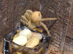 Смотреть фото Гетеропода Дэвидбоуи Фото Гетеропода Дэвидбоуи