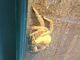 Смотреть фото Гетеропода Дэвидбоуи Фото Гетеропода Дэвидбоуи