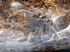 Смотреть фото Золотистый социальный птицеед Фото Золотистый социальный птицеед