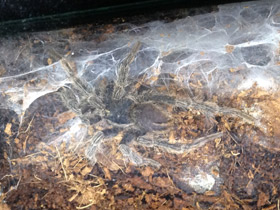 Смотреть фото Золотистый социальный птицеед Фото Золотистый социальный птицеед