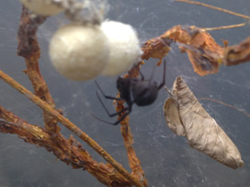 Смотреть фото Каракурт Фото Каракурт