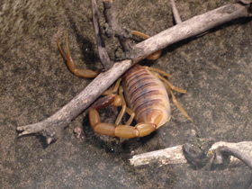 Смотреть фото Омдурманский скорпион Фото Омдурманский скорпион