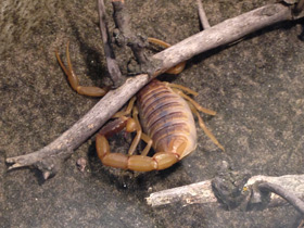 Смотреть фото Омдурманский скорпион Фото Омдурманский скорпион