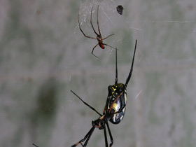 Смотреть фото Сенегальская нефила Фото Сенегальская нефила