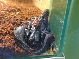 Фото Крупноклещневой пандинус