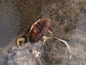 Смотреть фото Желтоногий парабутус Фото Желтоногий парабутус