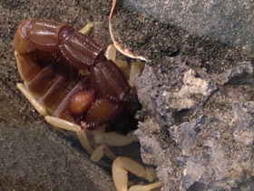 Смотреть фото Желтоногий парабутус Фото Желтоногий парабутус