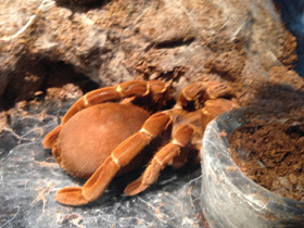 Смотреть фото Королевский паук-бабуин Фото Королевский паук-бабуин