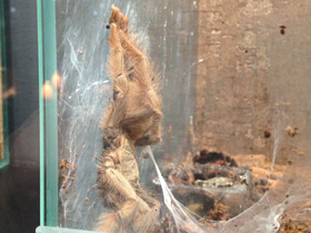 Смотреть фото Панамский псалмопеус Фото Панамский псалмопеус