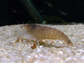 Смотреть фото Камерунский фильтратор Фото Камерунский фильтратор