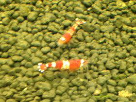 Смотреть фото Креветка Красный кристалл Фото Креветка Красный кристалл