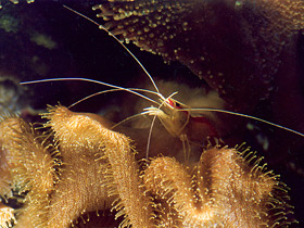 Смотреть фото Тихоокеанская креветка-чистильщик Фото Тихоокеанская креветка-чистильщик