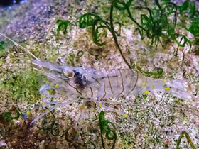 Смотреть фото Балтийская креветка Фото Балтийская креветка