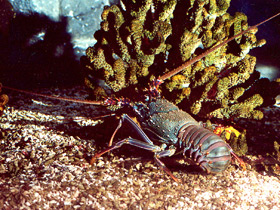 Смотреть фото Разноцветный лангуст Фото Разноцветный лангуст