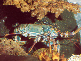 Смотреть фото Разноцветный лангуст Фото Разноцветный лангуст