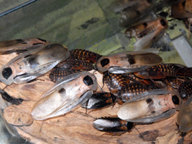 Фото Гигантский таракан