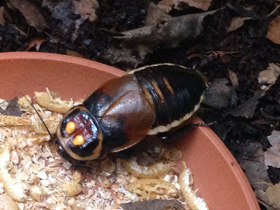 Фото Таракан-автомобильчик