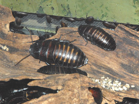 Смотреть фото Таракан принцисия Фото Таракан принцисия