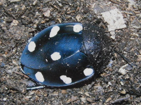 Фото Таракан-домино