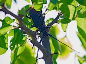 Смотреть фото Дровосек узлоусый Фото Дровосек узлоусый