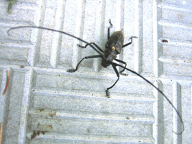 Смотреть фото Большой черный еловый (или пихтовый) усач Фото Большой черный еловый (или пихтовый) усач