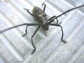 Фото Большой черный еловый усач