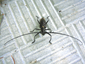 Фото Большой черный еловый усач